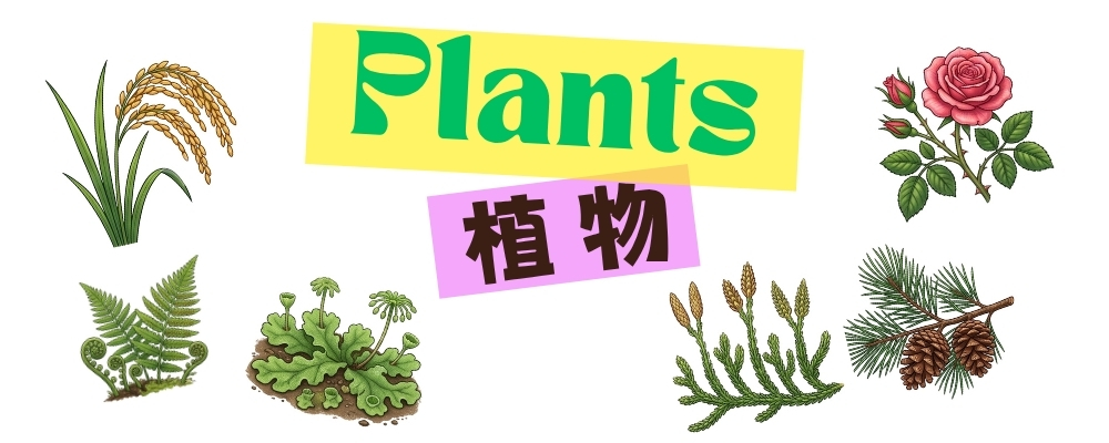 Game 2 植物分類