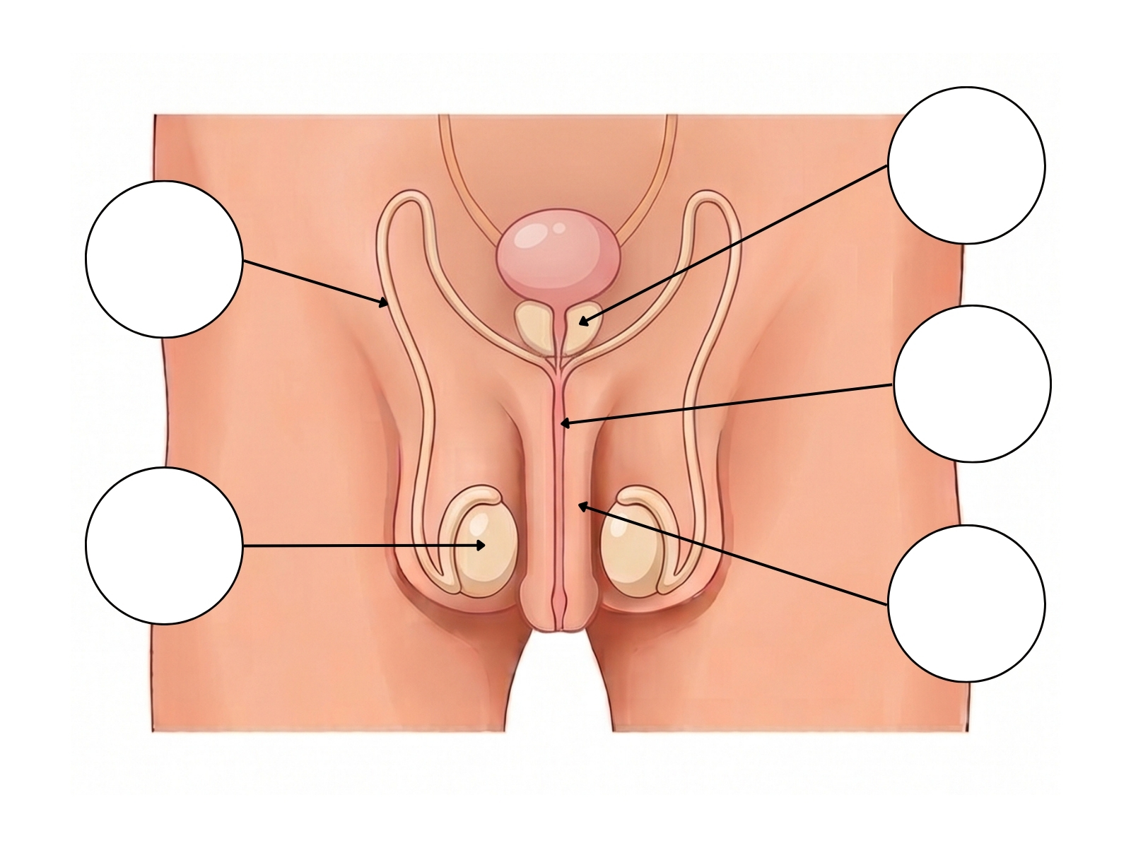 Male Reproductive System