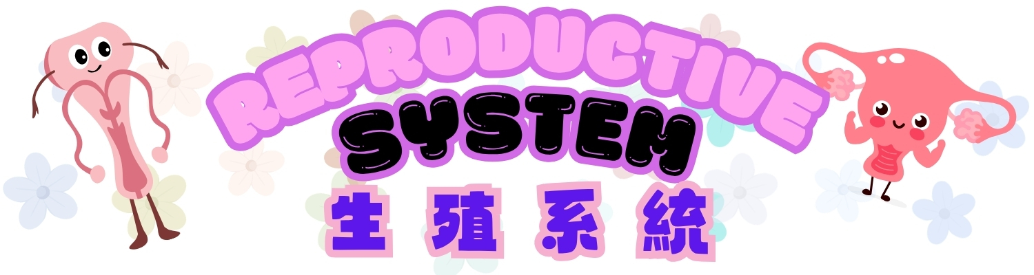 Reproductive system